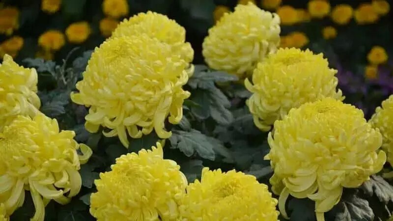【清韻】一朵汴菊，把通許的名字擦亮（組章）