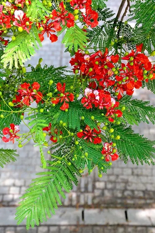 【鳳凰】鳳凰花開的鷺島，一個追花的女子（散文）