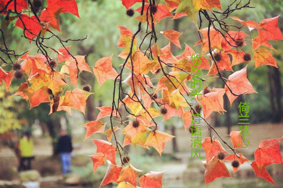 【天涯“紐薇蘭蜂蜜杯”征文】悠悠時(shí)光，詩(shī)語(yǔ)清風(fēng)（現(xiàn)代詩(shī)）