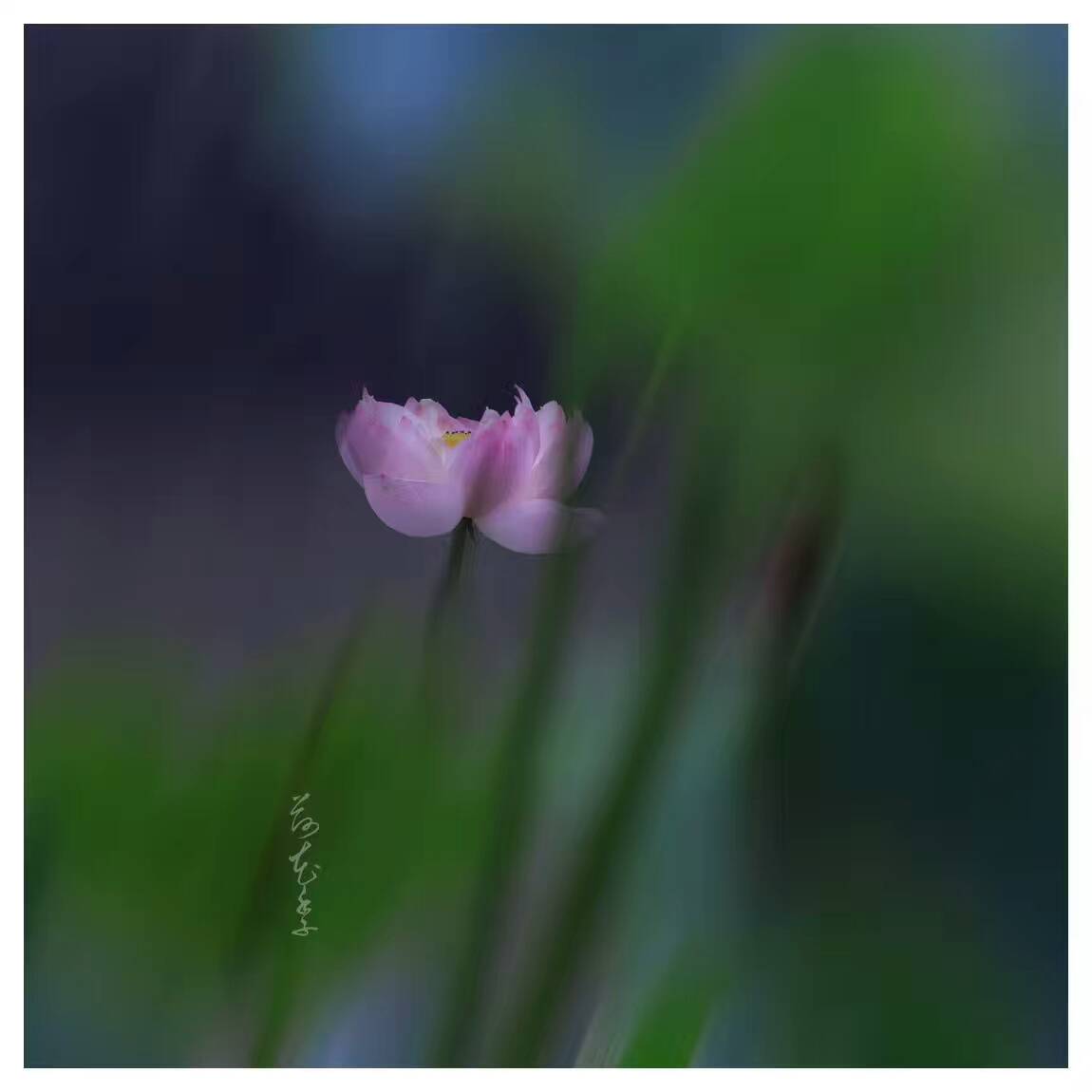 荷花季，下了一場雨