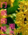 門前的桂花樹(shù)