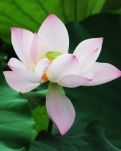 【星月】光陰如禪，淡然于心（散文）