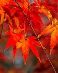 【看點】親愛的，野楓又紅了（詩歌）