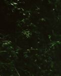 【丁香.祝福丁香】聽雨，豈只一傘語(散文)