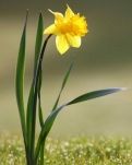 【菊韻】剪一縷春，等你共欣賞（散文詩）