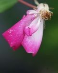 【曉荷·暖】暮春至、薔薇，最美人間四月天