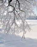 【清風(fēng)】冬雪大樹(shù)（外兩首）（詩(shī)歌）