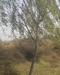 【擺渡】頑強(qiáng)的生命（散文）