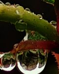 【菊韻】故鄉(xiāng)，是我落下的暗疾（外三首）