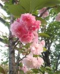 【柳岸·忘】遇見花開，遇見愛（散文）