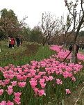 【風戀】親愛的，你辛苦啦（散文）