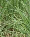 【曉荷·獎】秧草（散文）