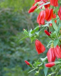 【云水·暖】垂花懸鈴花，如觀碧海綴丹砂（散文）