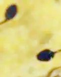 【曉荷·煙火】瞧！那群勇敢的小蝌蚪（散文）