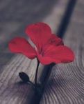 【曉荷·過往】我的小學(xué)時(shí)光：苦與樂的交織（散文）