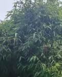 【綠野】小山叢竹，弘一法師的最后時(shí)光（散文）
