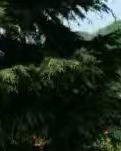 【綠野.夏】信之紀(jì)(隨筆)