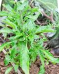 【曉荷】菜園里的小確幸（散文）