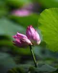 【星月】隆興別苑的并蒂蓮（散文）