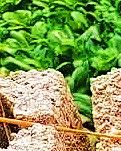 【江山·見證】【曉荷】爺爺?shù)牟菪ㄉ⑽模? class=