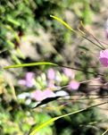 【星月】南鄉(xiāng)子九體（古韻）