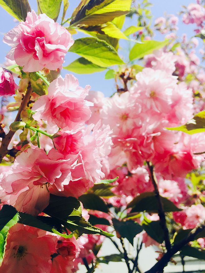 【流年·那年花開月正圓】春風(fēng)染紅關(guān)山櫻（征文·小說(shuō)）