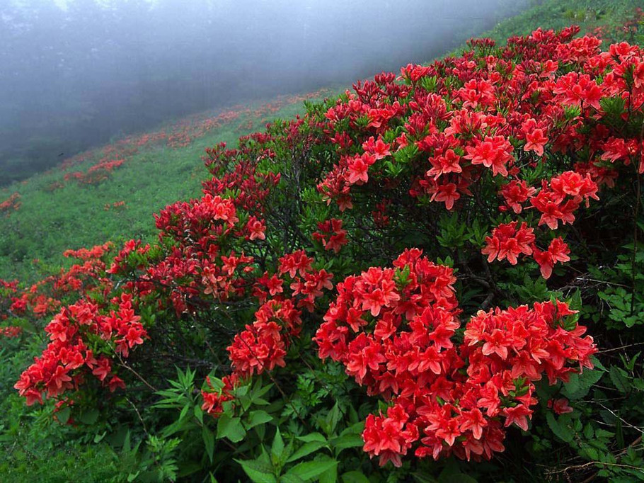 【荷塘“PK大獎賽”】滿園春色關不住之映山紅（散文）