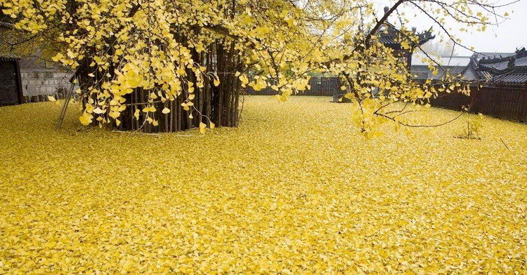 【菊韻】一簾秋色，幾度秋思（散文）