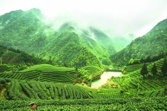 【鳳凰】山鄉(xiāng)茶韻（舞臺(tái)?。? class=