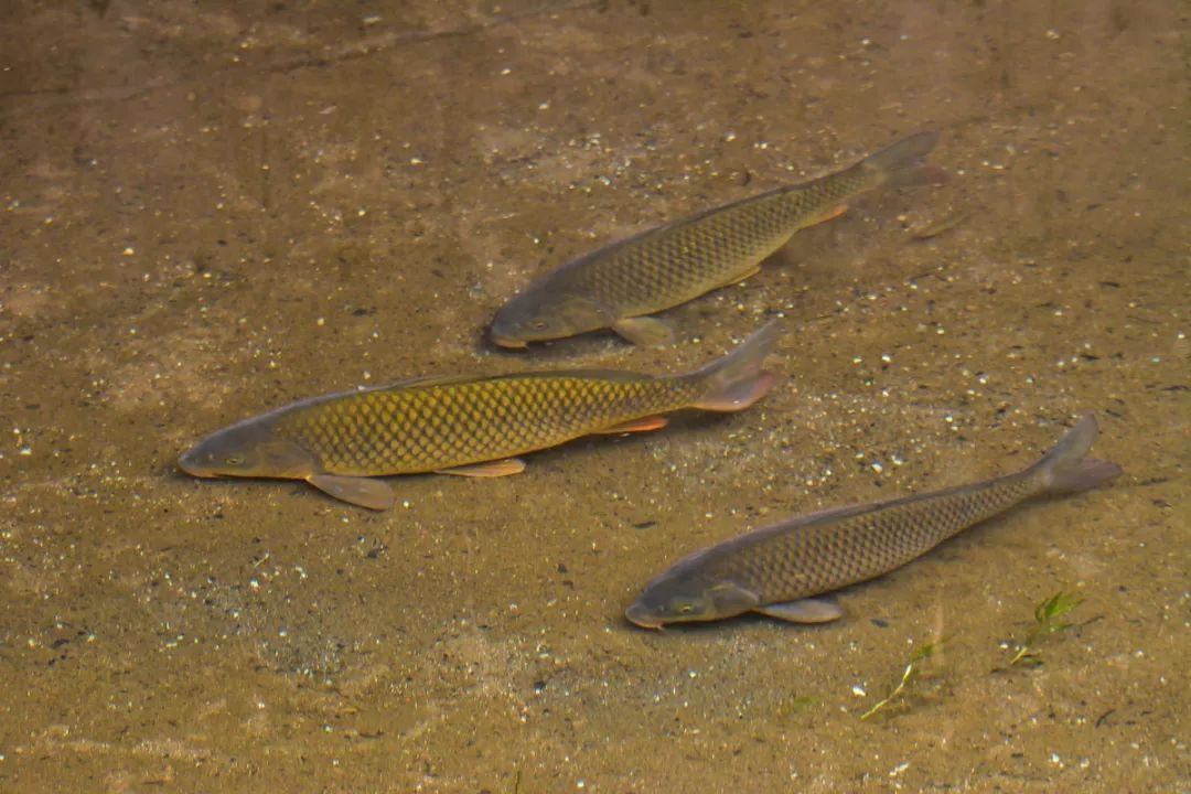 【寧靜·啟】野魚（散文）