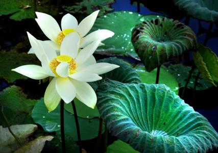 【心花品茗】一花一世界，一詩一菩提