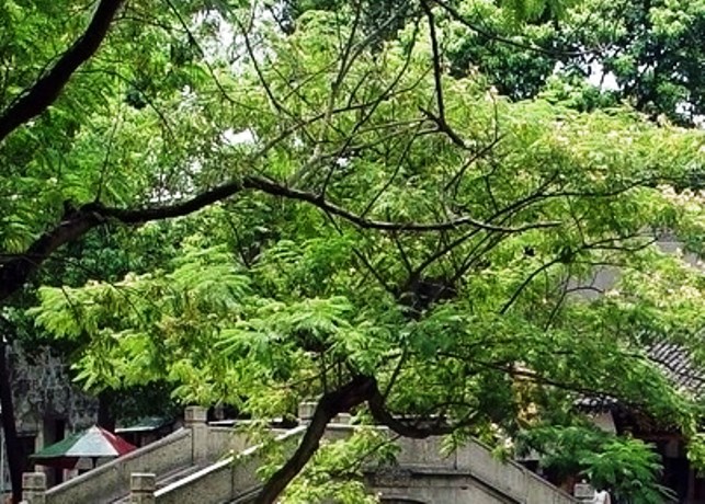 【天涯】在梅莊撫一葉青綠〔散文〕