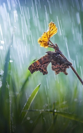 【菊韻】雨中隨想（散文）