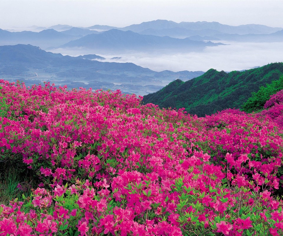 【荷塘】杜鵑開(kāi)滿山（小說(shuō)）