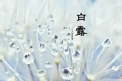 【菊韻】白露垂珠滴秋月（散文）