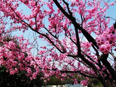 【菊韻】春天，是一樹一樹的花開（散文）