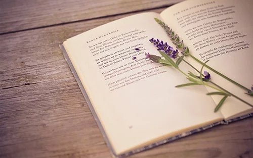 【丁香】青春，那抹淡淡的花香（小說）