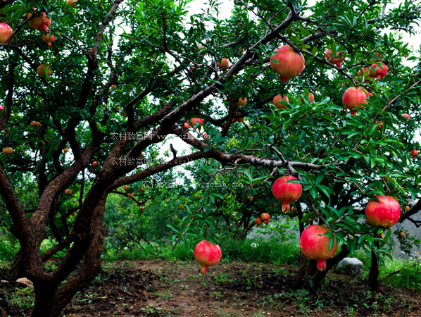 【寧?kù)o·思】紅紅石榴高高掛（散文）