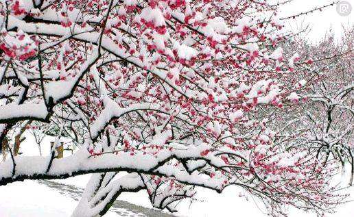 【鳳凰·舞】雪飏春聲，情到深處恨語淺（散文）