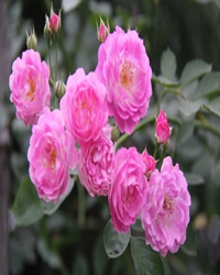 【看點(diǎn)·光】薔薇怒放（小說）