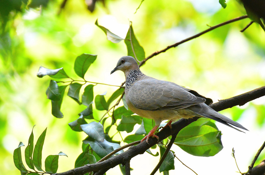 【萌芽】讓斑鳩回家（童話故事）