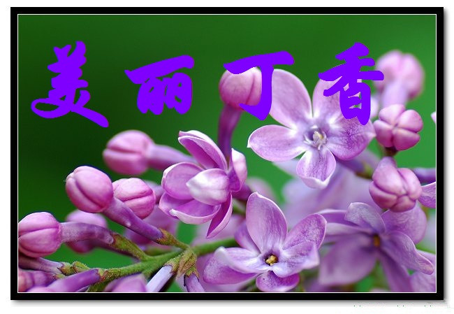 【丁香·那年丁香】今年今日，不變丁香情（詩歌）