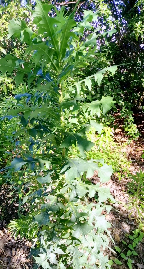 【天涯】偶見蒲公英大王〔散文〕