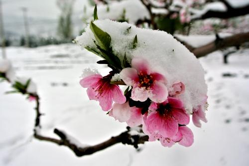 【軍警】一壺雪花，煮沸了父親的鄉(xiāng)愁（散文）