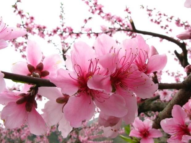 【荷塘“有獎金”征文】桃花，盛開在古詩文里（散文）
