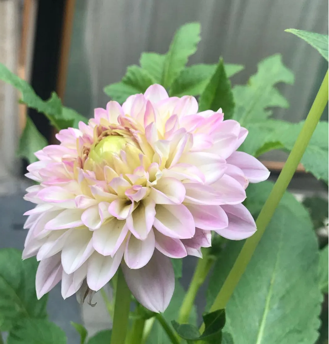 【星月】風(fēng)有約，花不負(fù)（散文）