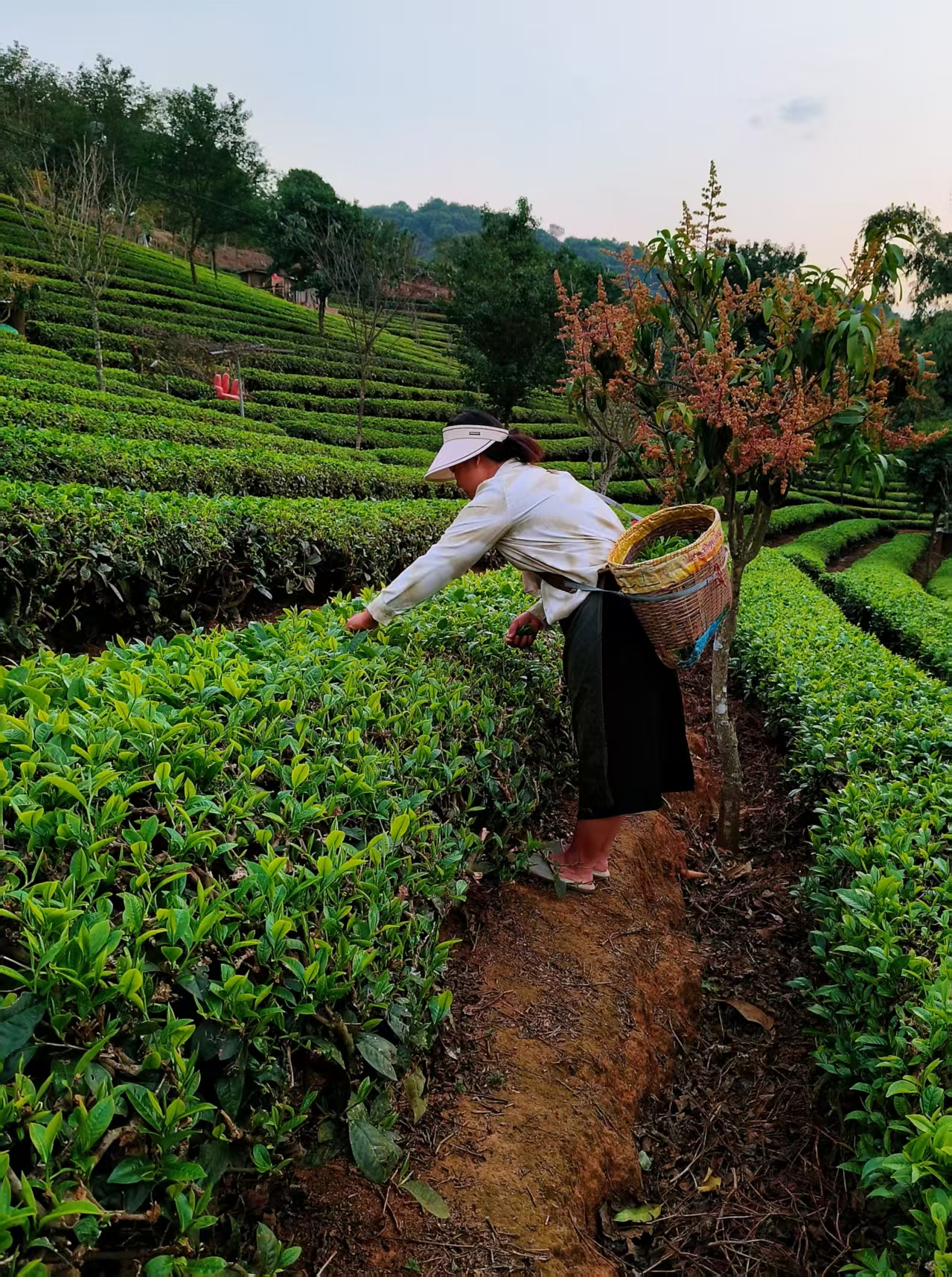 【江山·見證】【寧靜】普洱茶，普洱城（散文）