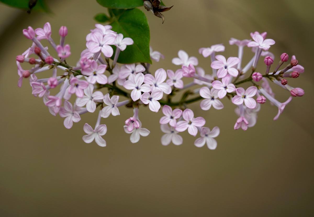 【時(shí)光】丁香花依舊（小說）